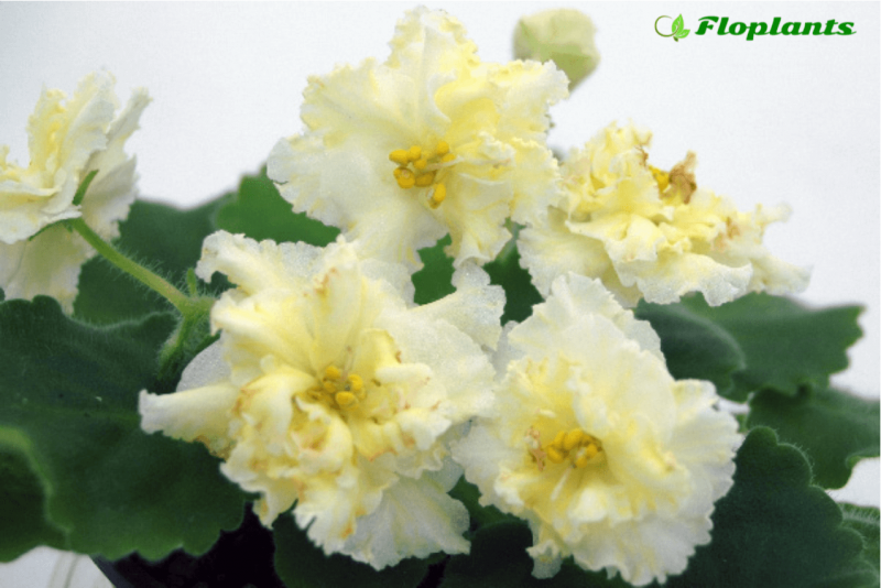 Фиалка Mellow Yellow