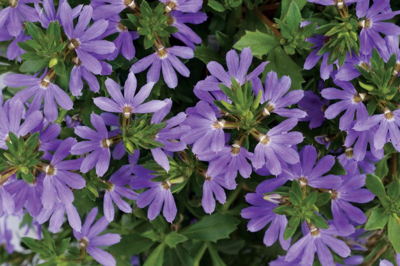 Сцевола (Scaevola aemula)