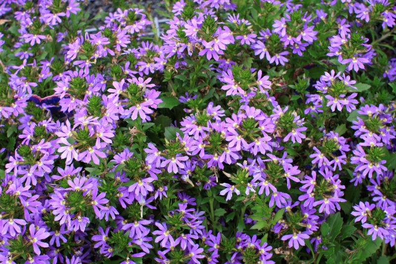Сцевола Purple Haze