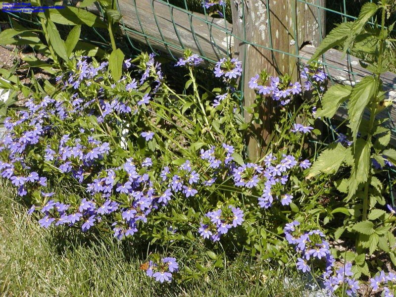 Сцевола Scaevola Pink Blessing