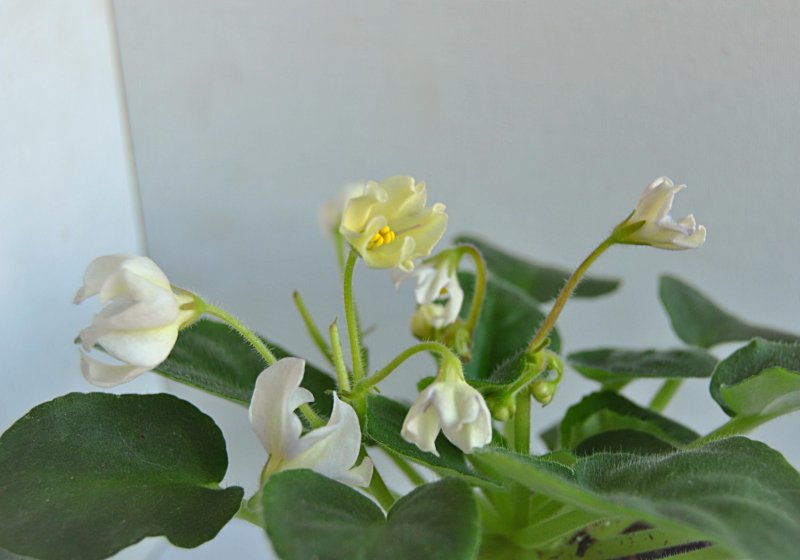 Alchemy Yellow Star фиалка