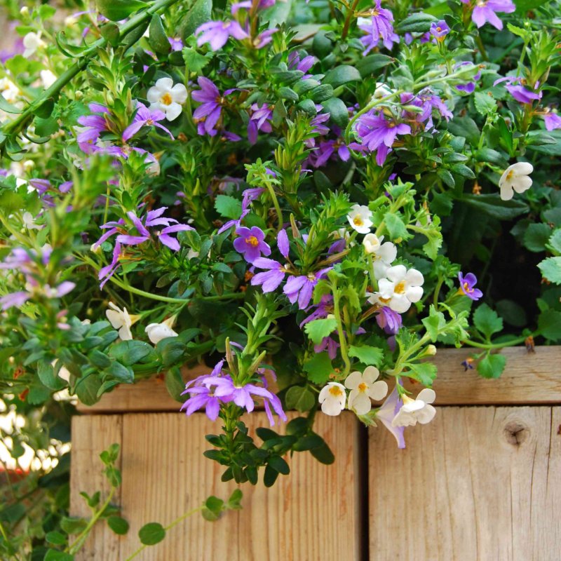 Сцевола Scaevola White Touch