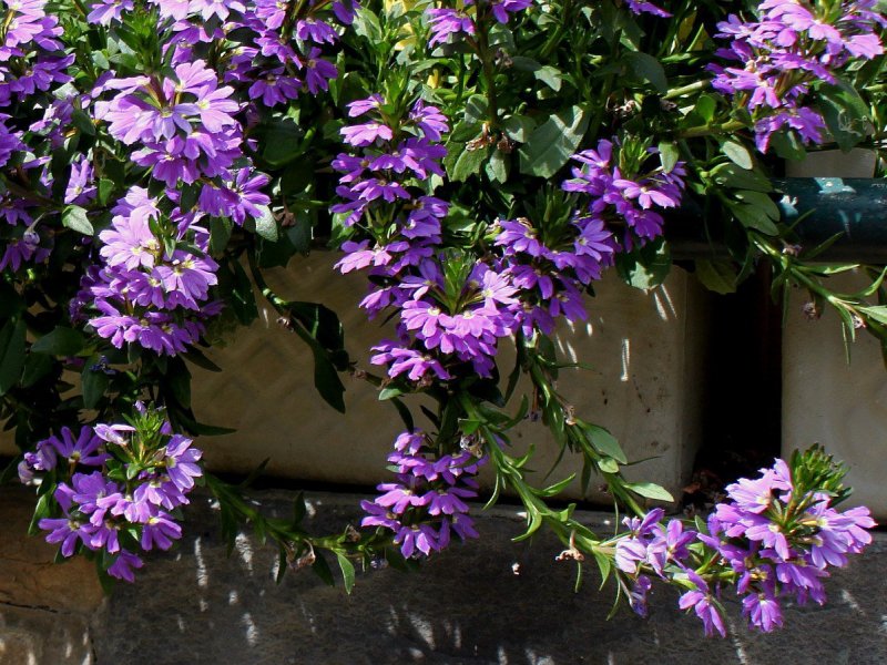 Scaevola crassifolia