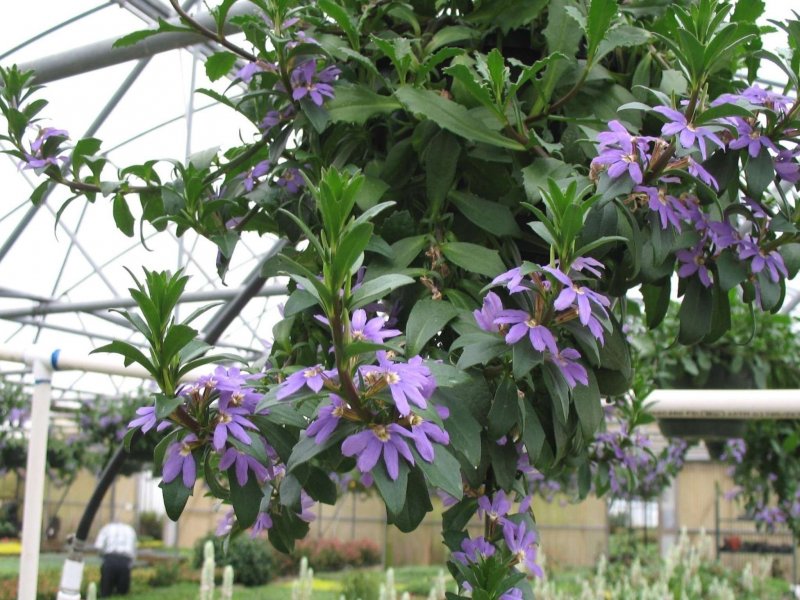 Сцевола Scaevola White Touch
