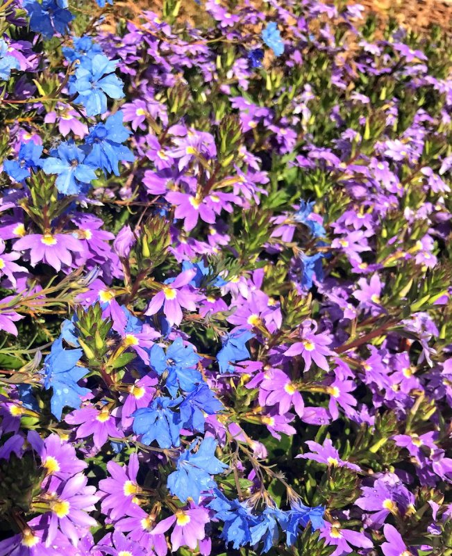 Сцевола Purple Haze
