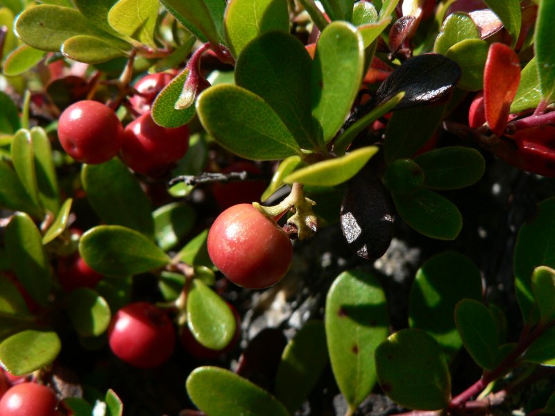 Толокнянка (Arctostaphylos UVA-ursi)
