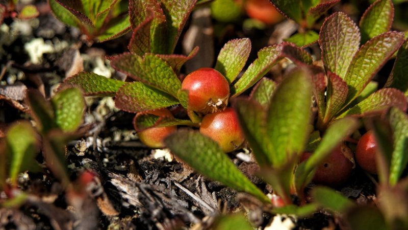 Arctostaphylos UVA-ursi Vancouver Jade толокнянка обыкновенная Ванкувер Джейд
