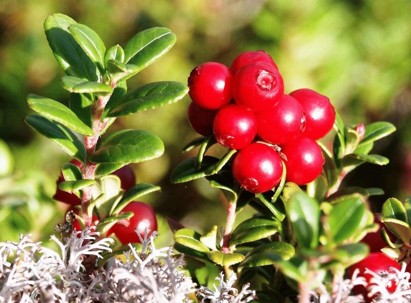 Толокнянка обыкновенная Arctostaphylos UVA ursi