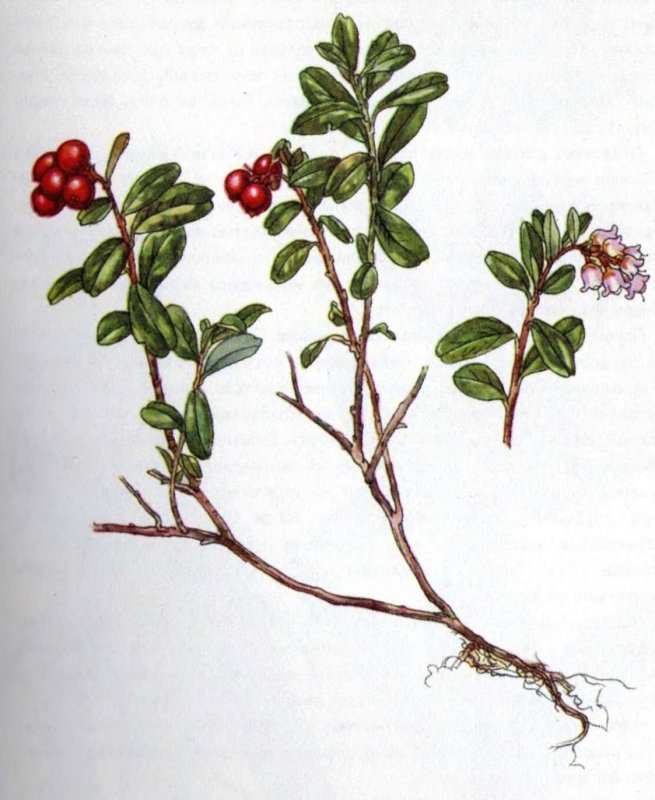 Arctostaphylos UVA-ursi толокнянка обыкновенная бонсай