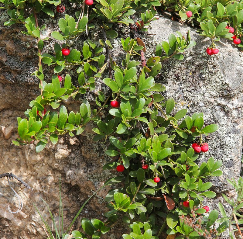 Толокнянка (Arctostaphylos UVA-ursi)