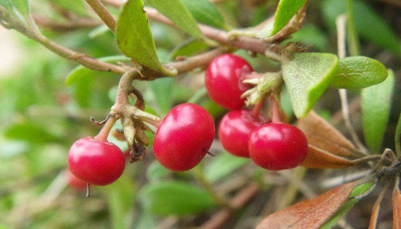 Брусника (Vaccinium Vitis-idaea)