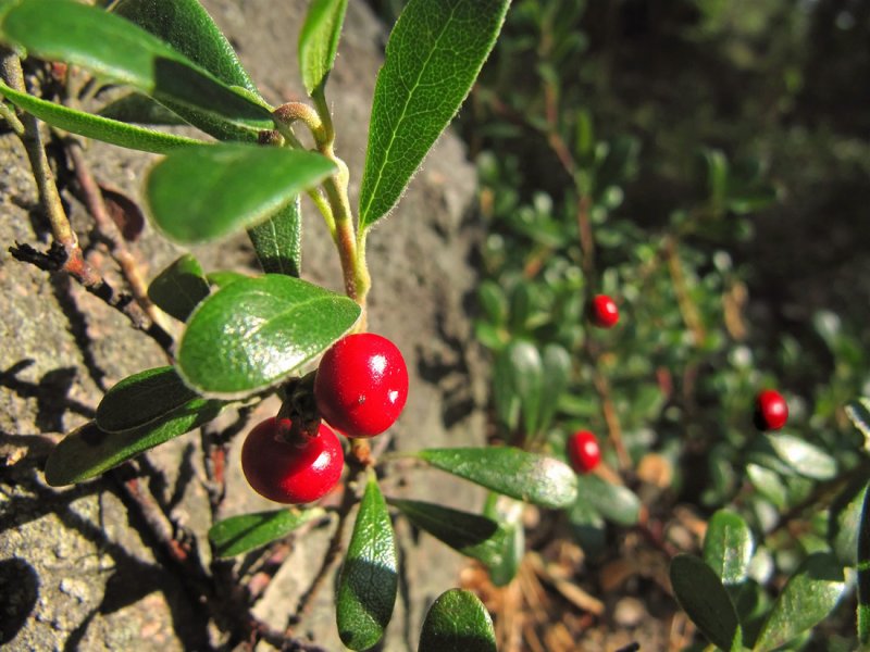 Толокнянка (Arctostaphylos UVA-ursi)