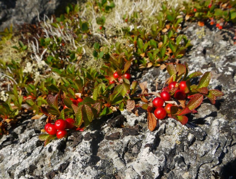 Толокнянка обыкновенная Arctostaphylos UVA ursi
