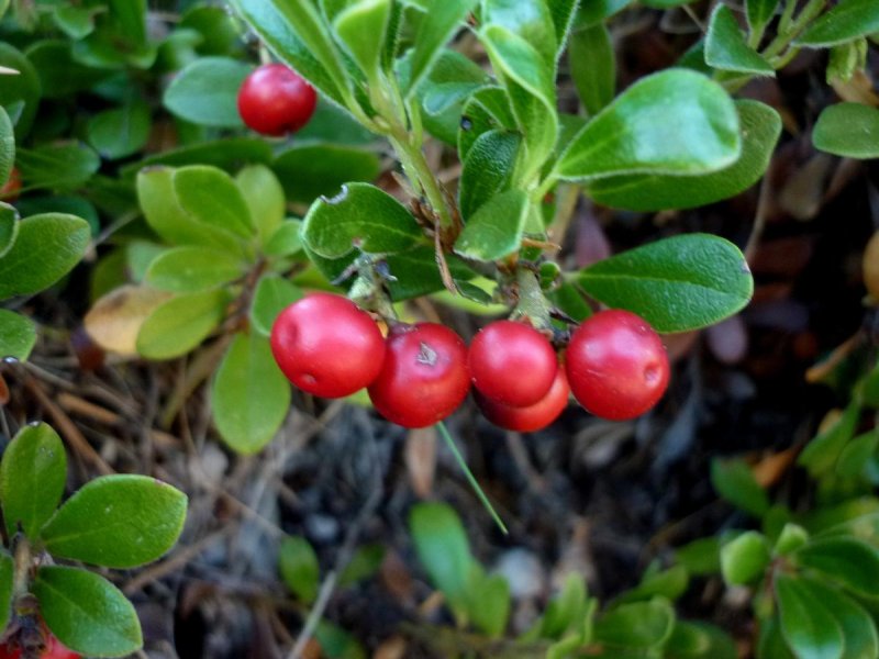 Arctostaphylos UVA-ursi толокнянка обыкновенная бонсай