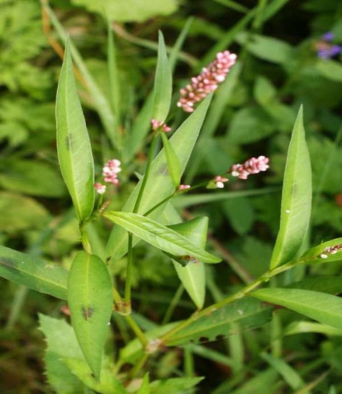 Горец почечуйный (Polygonum Persicaria)