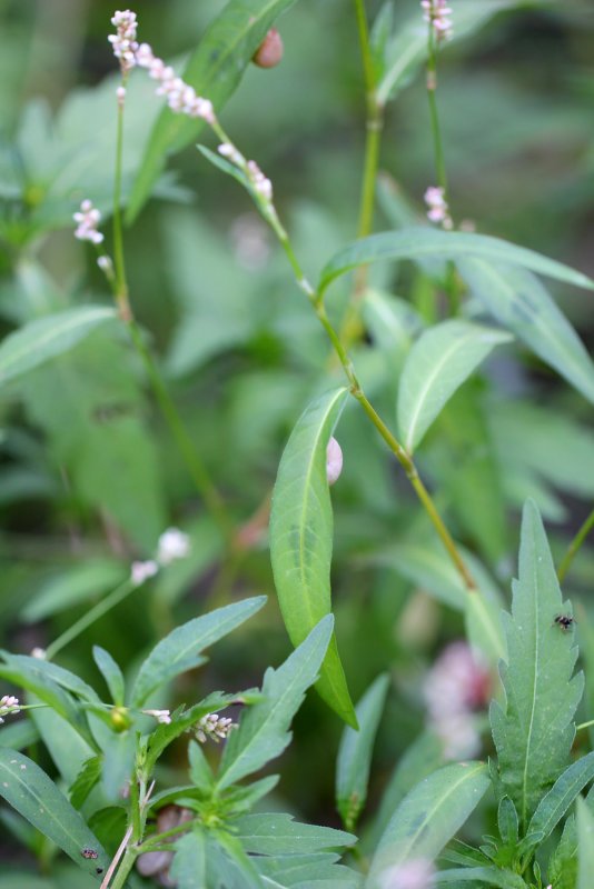 Горец шероховатый (Polygonum scabrum),