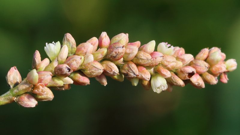 Горец bistorta