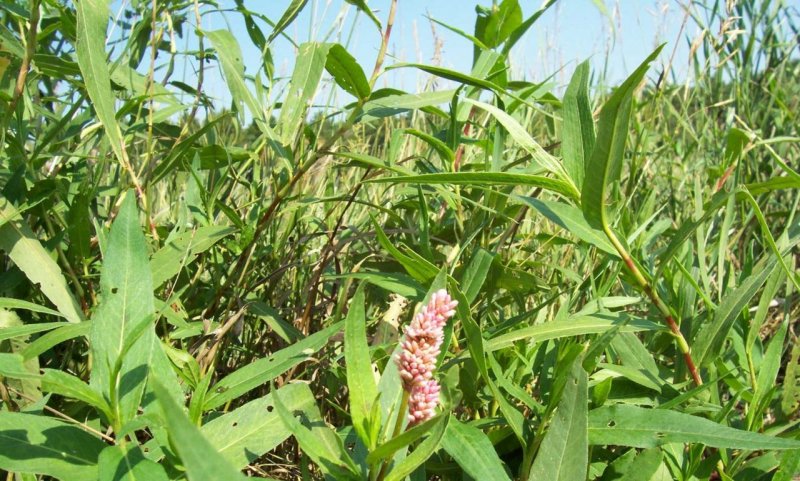 Горец Земноводный (Persicaria)