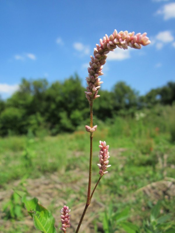 Горец щавелелистный - Persicaria lapathifolia