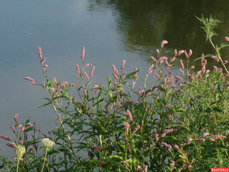 Persicaria lapathifolia Горец развесистый