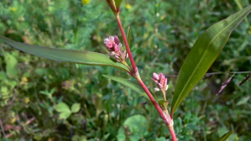 Polygonum aviculare