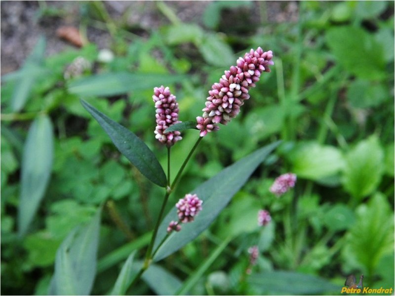 Горец Земноводный (Persicaria)