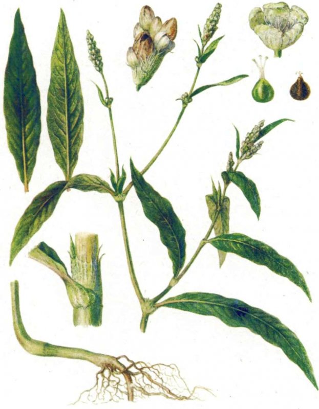 Persicaria Amphibia