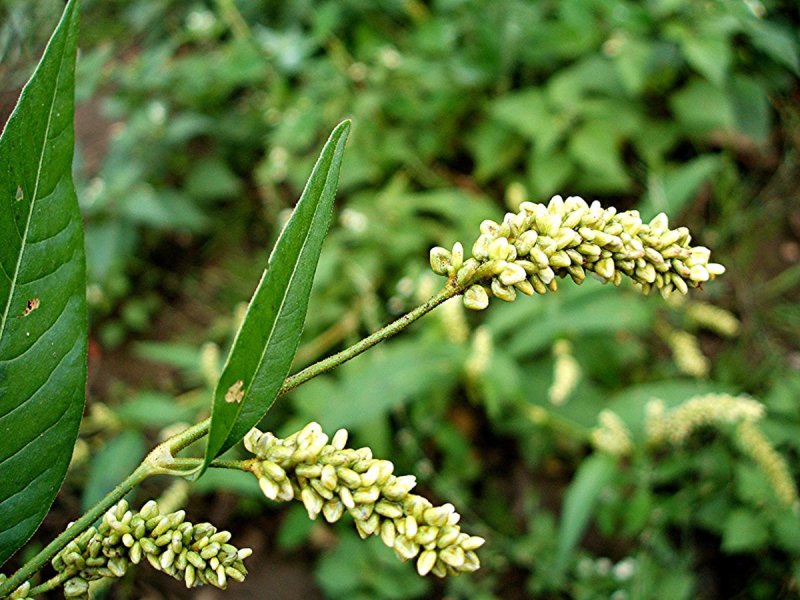 Polygonum Persicaria