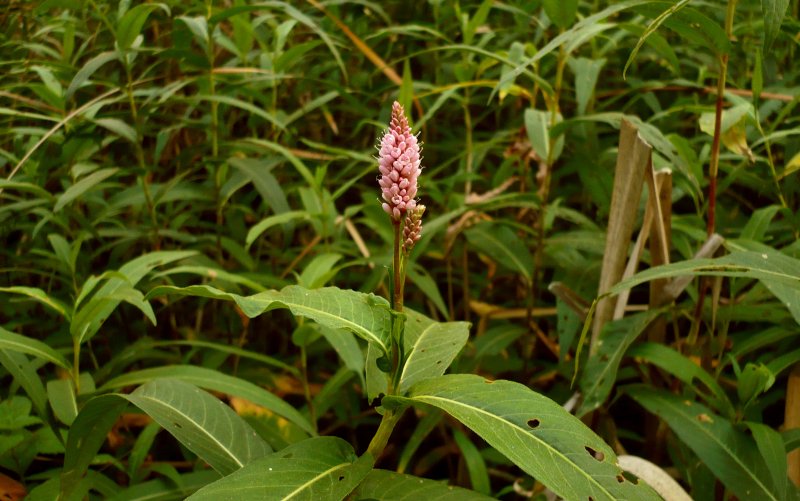 Горец перечный Persicaria hydropiper