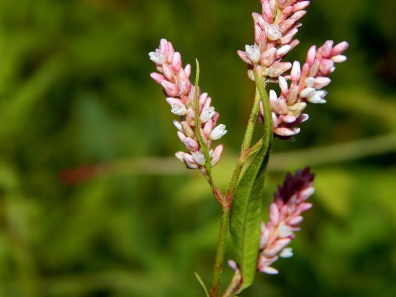 Горец почечуйный (Polygonum Persicaria)