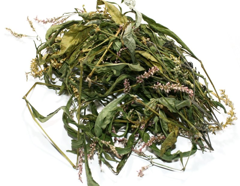 Persicaria lapathifolia Горец развесистый