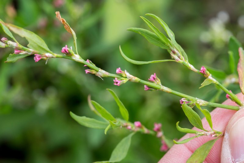 Горец Persicaria filiformis