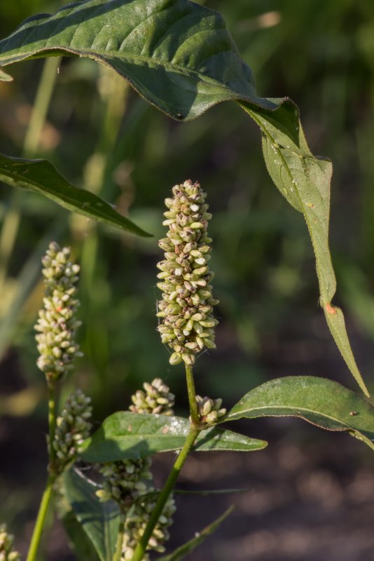 Водяной перец (Polygonum hydropiper)