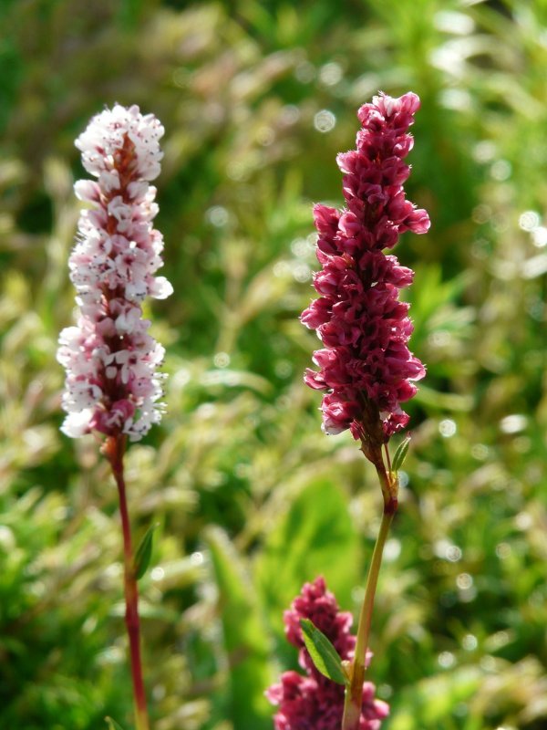 Persicaria Minor