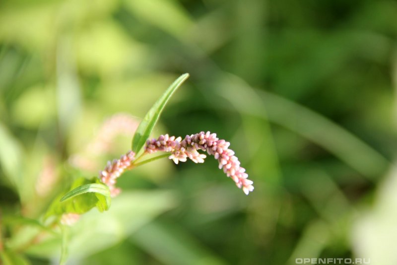 Горец красильный (Polygonum tinctorium)