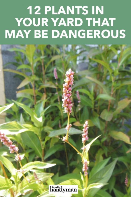 Persicaria Minor