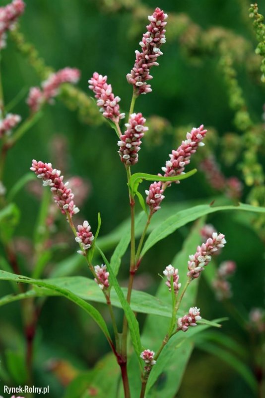 Горец перечный - Polygonum hydropiper