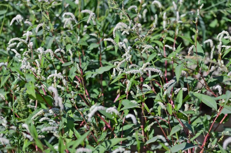 Горец перечный - Polygonum hydropiper