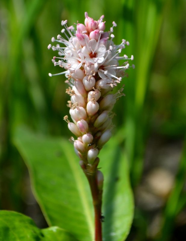 Водяной перец (Polygonum hydropiper)
