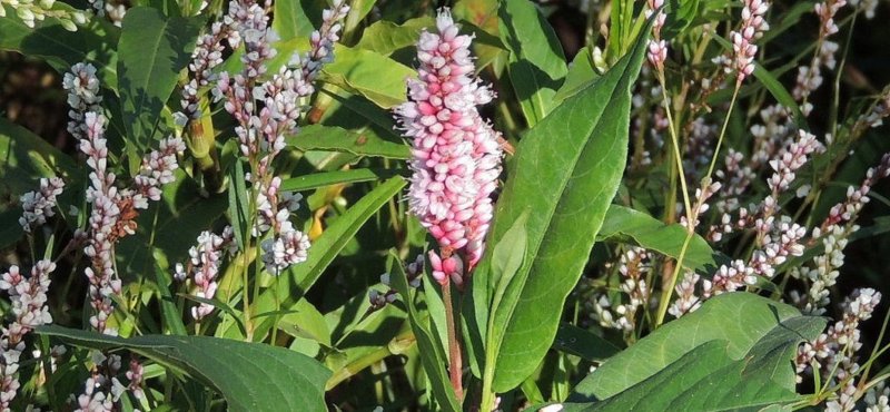 Горец Persicaria filiformis