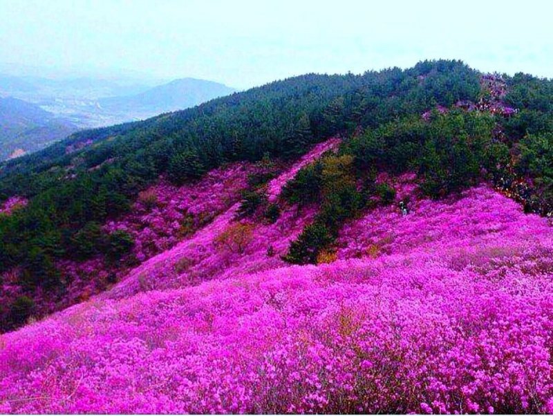 Забайкальский багульник (рододендрон Даурский)
