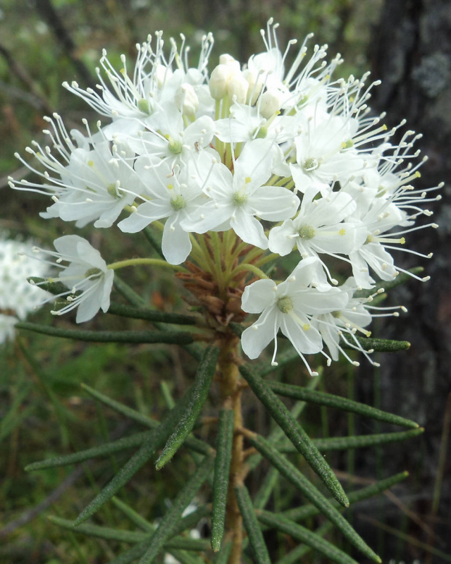 Багульник болотный Ledum palustre