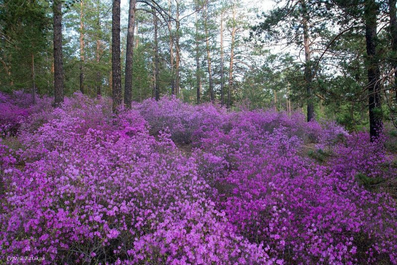 Багульник Таежный