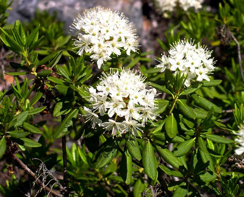 Багульник (Ledum palustre)