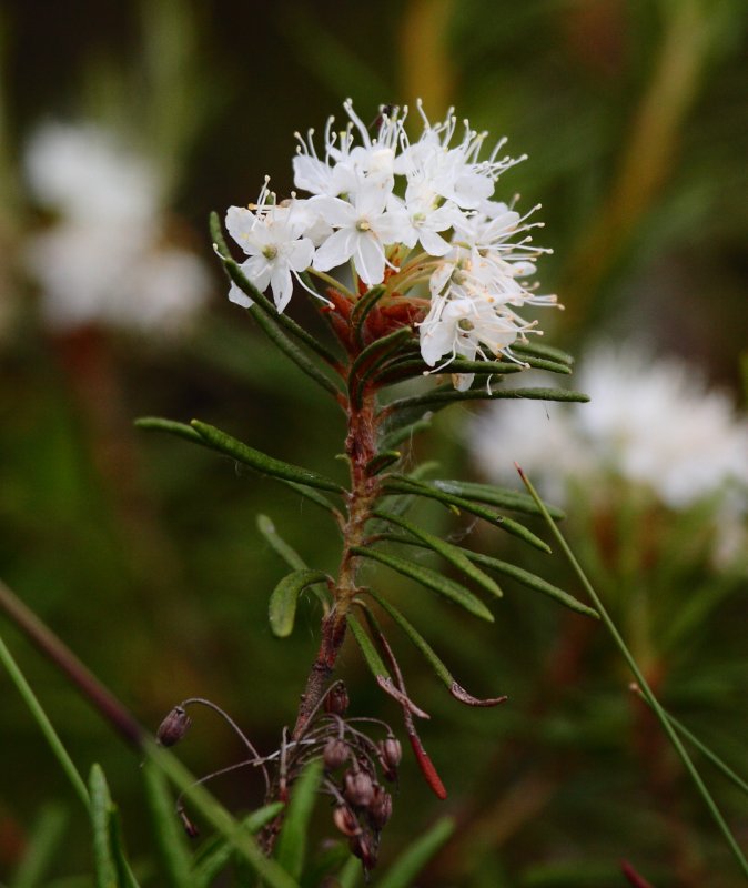 Багульник болотный Ledum palustre