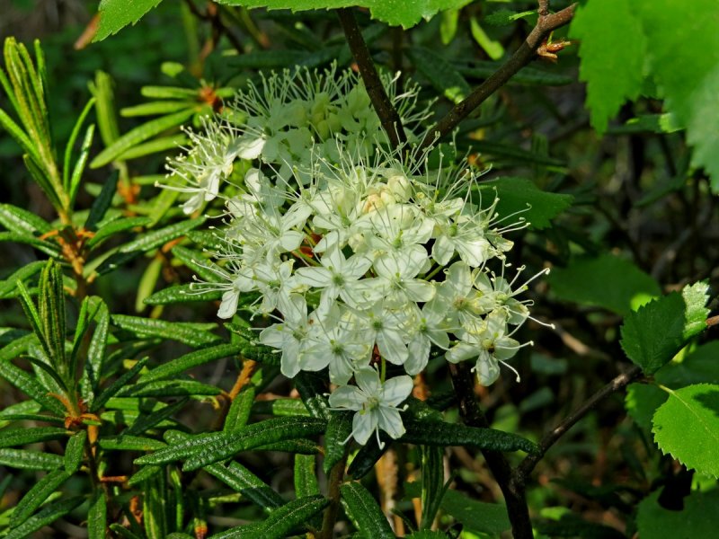 Багульник кустарник