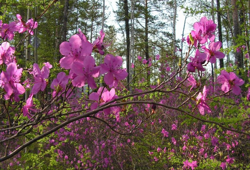 Рододендрон Даурский куст