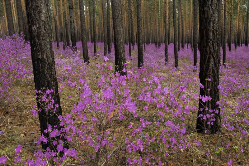 Багульник в Сибири