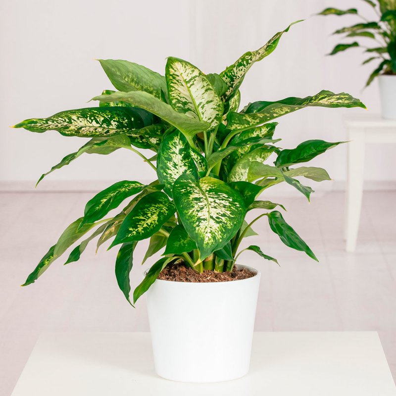 Диффенбахия (Dieffenbachia)