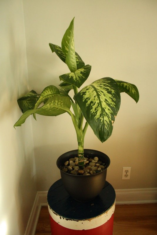 Диффенбахия Dieffenbachia пятнистая
